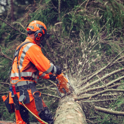 MOTOSIERRA HUSQVARNA 564 XP FORCE 18" - Suministros Cámara