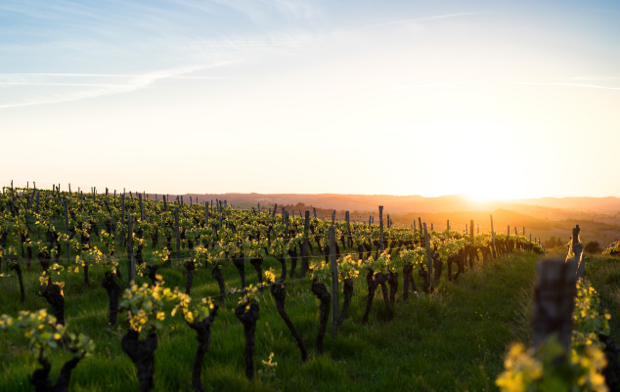 viñedo durante el atardecer