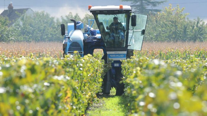 vendimiadora pasando por los viñedos recogiendo los racimos de uvas