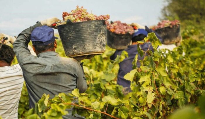 vendimiadores recogiendo los ramos de uvas en cestas para llevarlos a la bodega