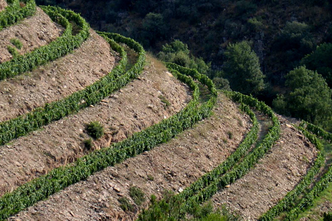 viticultura en pendiente para la vendimia