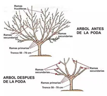 explicación de la poda de rejuvenecimiento en árboles