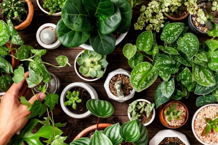 cuidar plantas de vacaciones